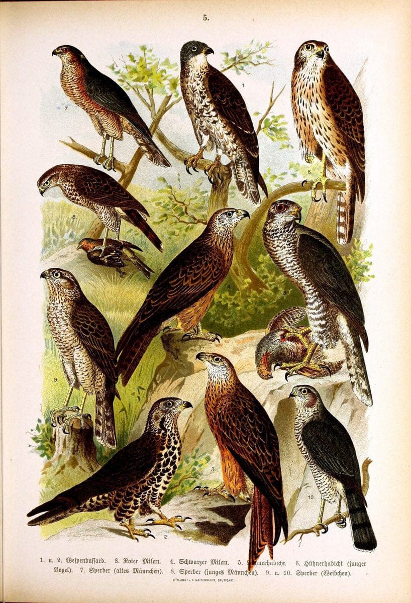 Die VoÌˆgel Europas :.Stuttgart:C. Hoffmann'sche Verlagsbuchhandlung,1897.  | Birds Europe  | Vintage Print Reproduction 473568