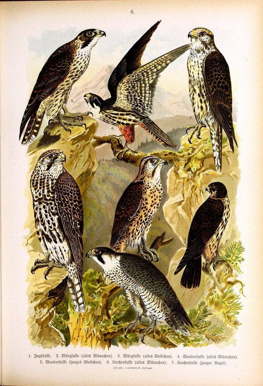 Die VoÌˆgel Europas :.Stuttgart:C. Hoffmann'sche Verlagsbuchhandlung,1897.  | Birds Europe  | Vintage Print Reproduction 473569