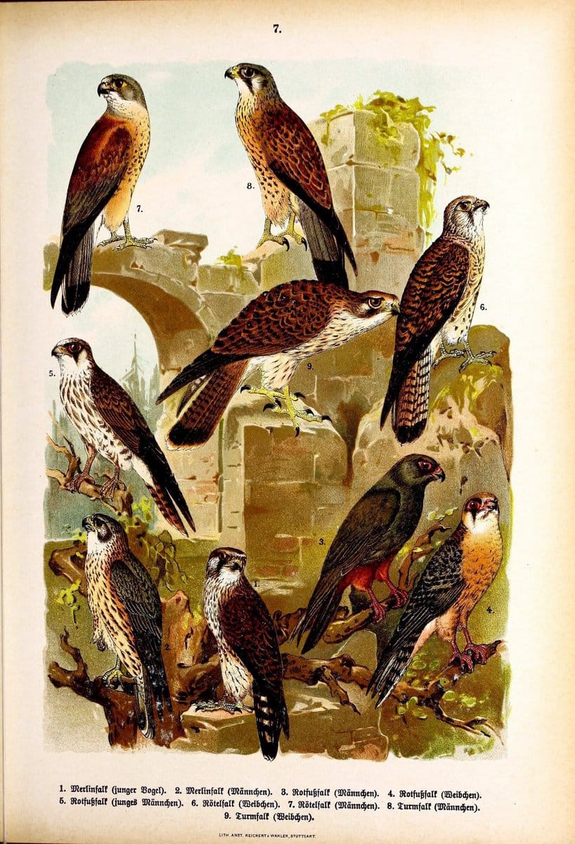 Die VoÌˆgel Europas :.Stuttgart:C. Hoffmann'sche Verlagsbuchhandlung,1897.  | Birds Europe  | Vintage Print Reproduction 473570
