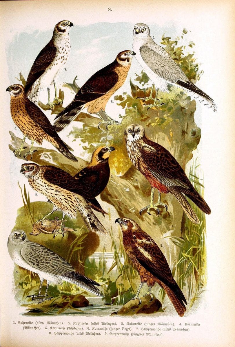 Die VoÌˆgel Europas :.Stuttgart:C. Hoffmann'sche Verlagsbuchhandlung,1897.  | Birds Europe  | Vintage Print Reproduction 473571