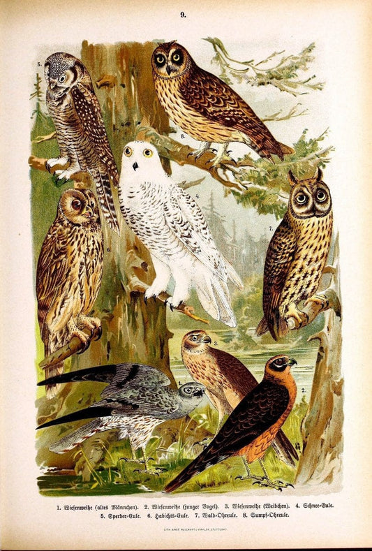 Die VoÌˆgel Europas :.Stuttgart:C. Hoffmann'sche Verlagsbuchhandlung,1897.  | Birds Europe  | Vintage Print Reproduction 473572