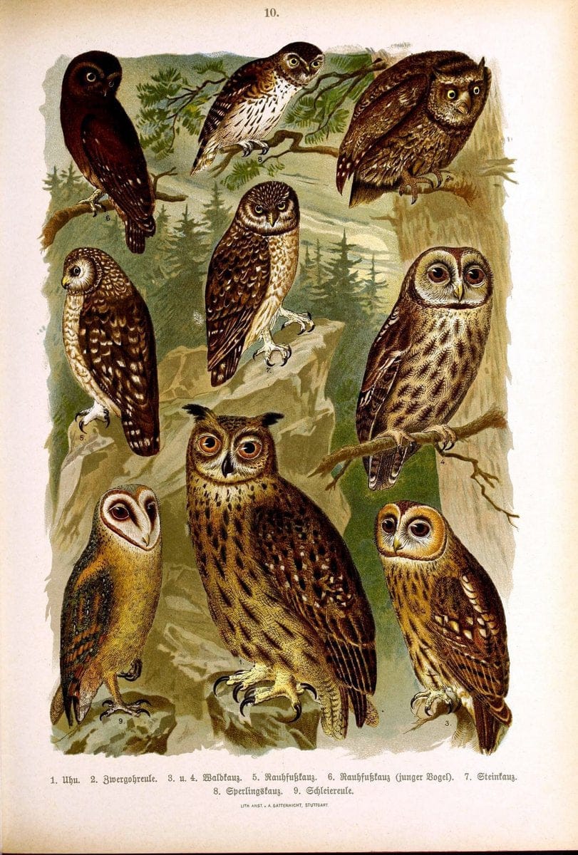 Die VoÌˆgel Europas :.Stuttgart:C. Hoffmann'sche Verlagsbuchhandlung,1897.  | Birds Europe  | Vintage Print Reproduction 473573