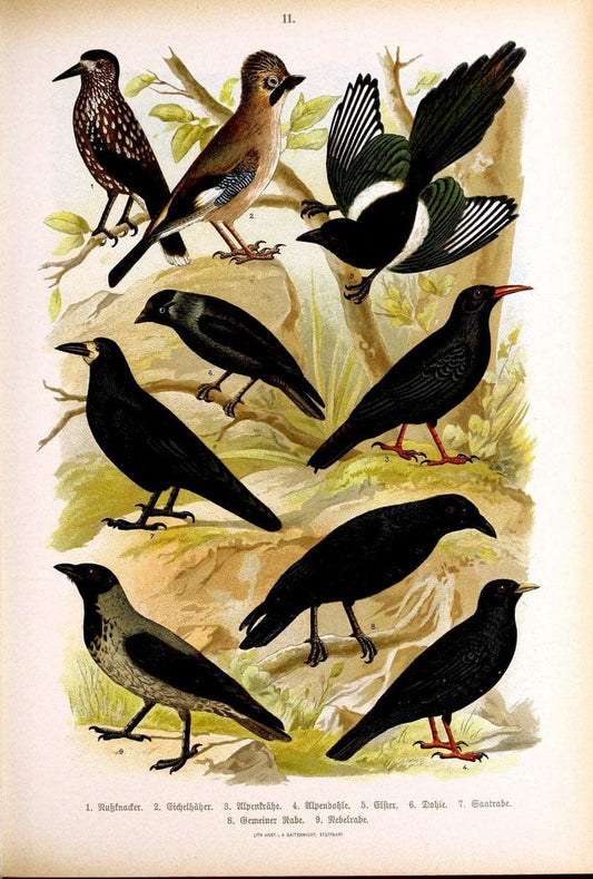 Die VoÌˆgel Europas :.Stuttgart:C. Hoffmann'sche Verlagsbuchhandlung,1897.  | Birds Europe  | Vintage Print Reproduction 473574