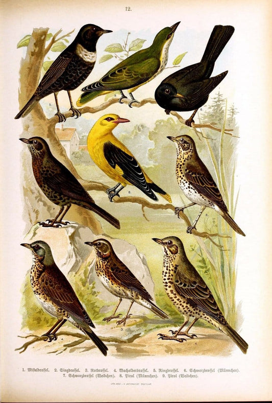 Die VoÌˆgel Europas :.Stuttgart:C. Hoffmann'sche Verlagsbuchhandlung,1897.  | Birds Europe  | Vintage Print Reproduction 473575