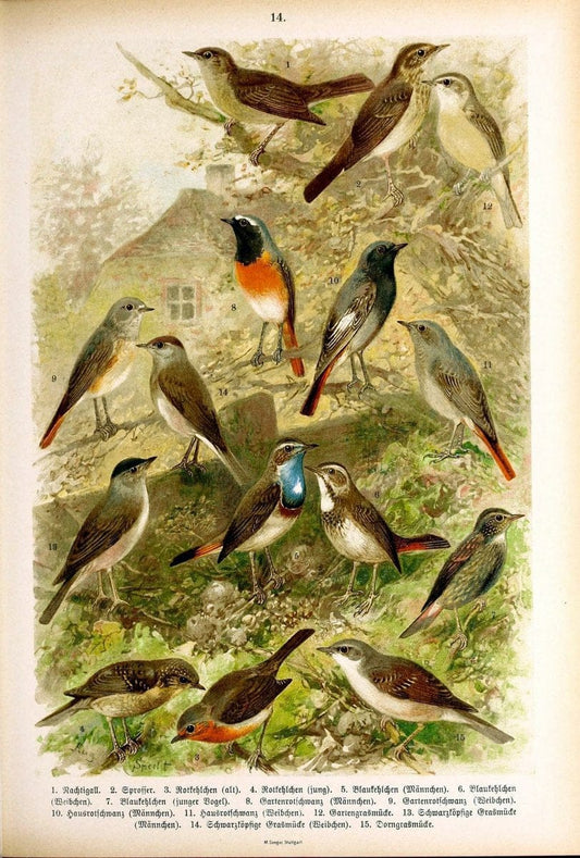 Die VoÌˆgel Europas :.Stuttgart:C. Hoffmann'sche Verlagsbuchhandlung,1897.  | Birds Europe  | Vintage Print Reproduction 473577