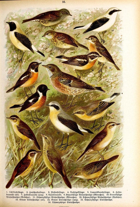 Die VoÌˆgel Europas :.Stuttgart:C. Hoffmann'sche Verlagsbuchhandlung,1897.  | Birds Europe  | Vintage Print Reproduction 473579