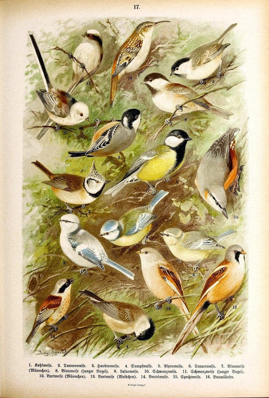 Die VoÌˆgel Europas :.Stuttgart:C. Hoffmann'sche Verlagsbuchhandlung,1897.  | Birds Europe  | Vintage Print Reproduction 473580