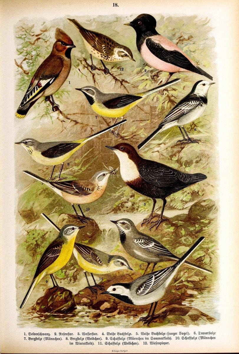 Die VoÌˆgel Europas :.Stuttgart:C. Hoffmann'sche Verlagsbuchhandlung,1897.  | Birds Europe  | Vintage Print Reproduction 473581