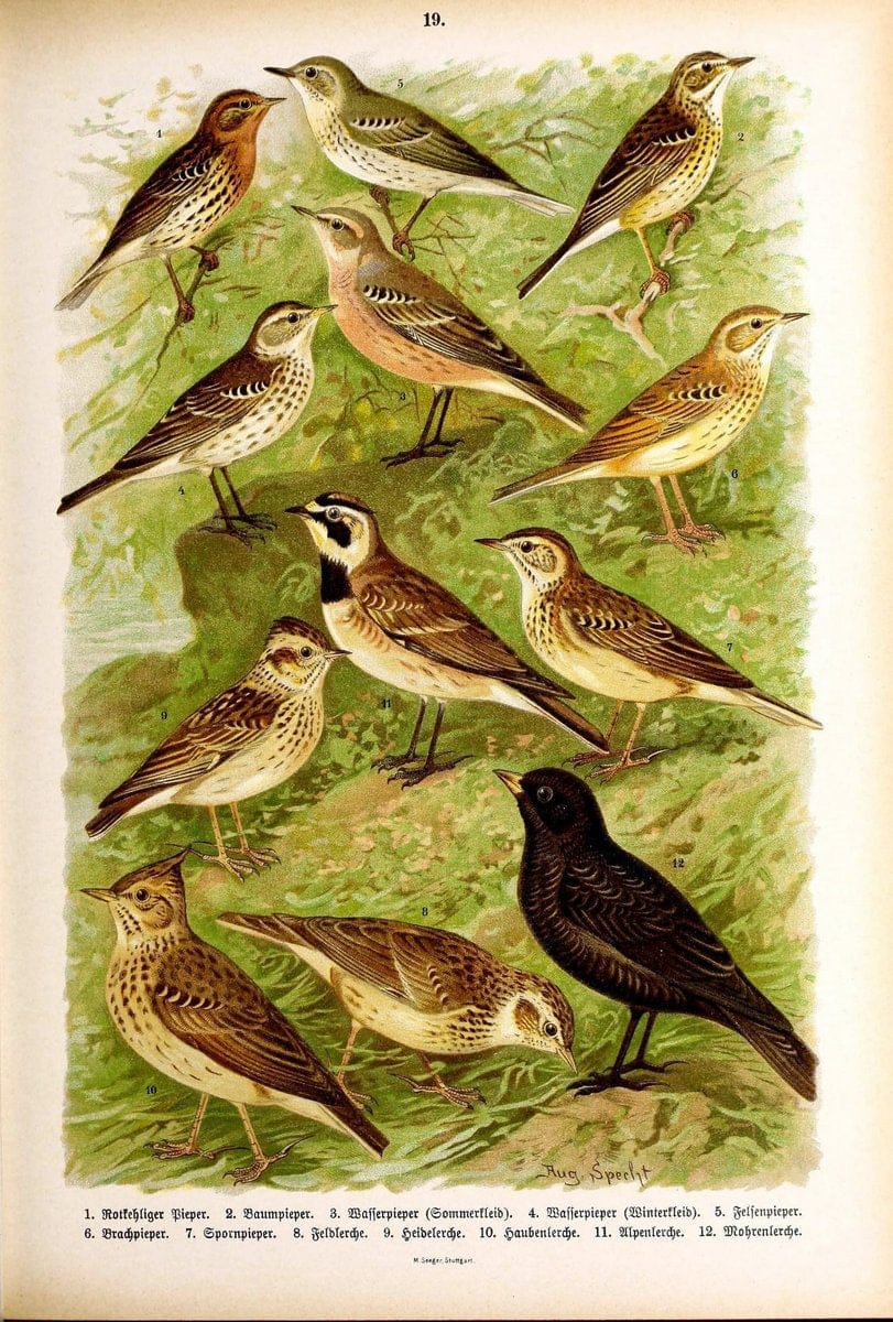 Die VoÌˆgel Europas :.Stuttgart:C. Hoffmann'sche Verlagsbuchhandlung,1897.  | Birds Europe  | Vintage Print Reproduction 473582