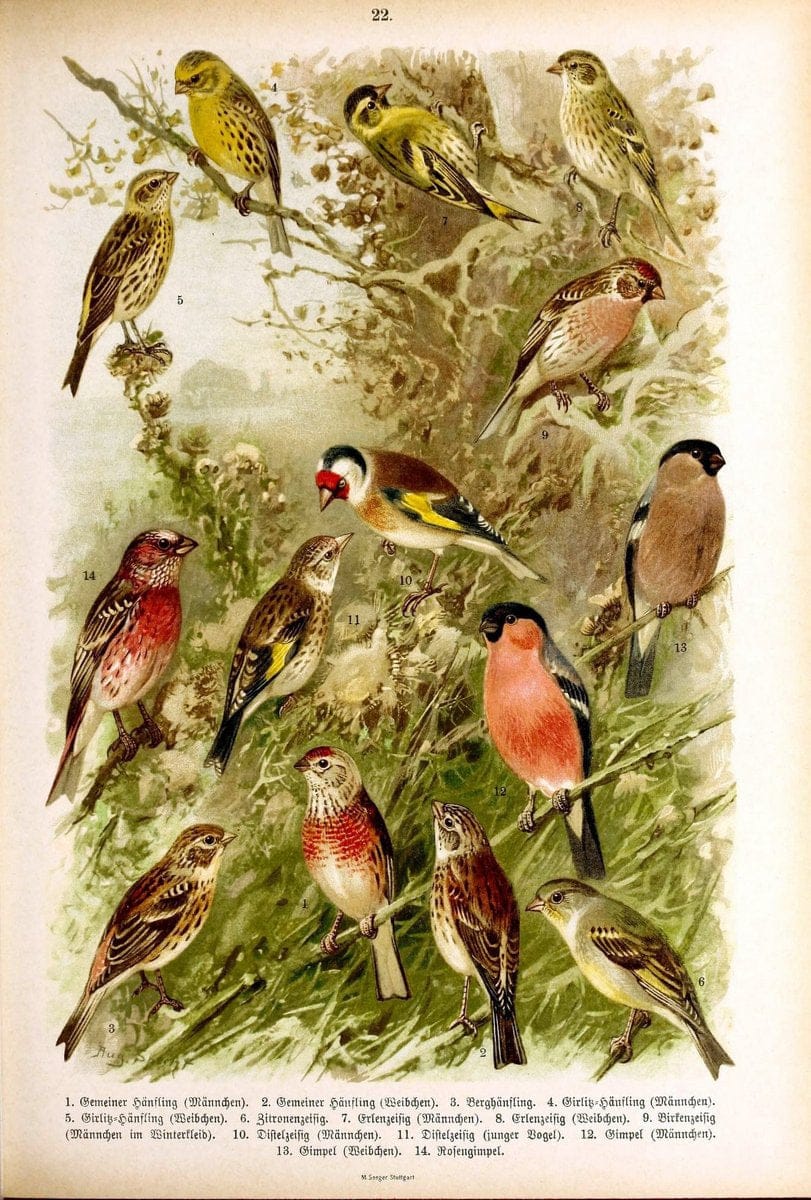 Die VoÌˆgel Europas :.Stuttgart:C. Hoffmann'sche Verlagsbuchhandlung,1897.  | Birds Europe  | Vintage Print Reproduction 473585