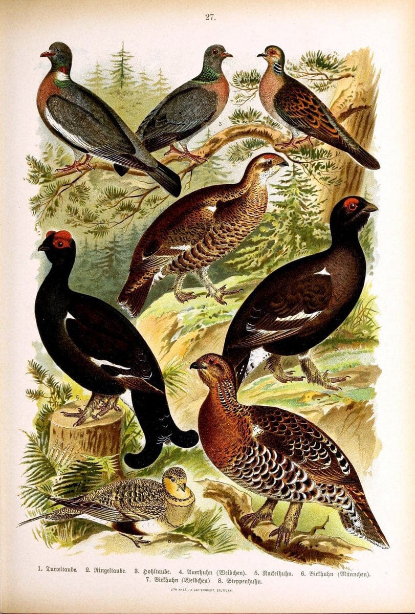 Die VoÌˆgel Europas :.Stuttgart:C. Hoffmann'sche Verlagsbuchhandlung,1897.  | Birds Europe  | Vintage Print Reproduction 473590