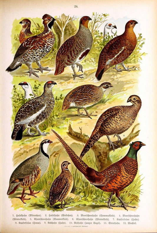 Die VoÌˆgel Europas :.Stuttgart:C. Hoffmann'sche Verlagsbuchhandlung,1897.  | Birds Europe  | Vintage Print Reproduction 473591