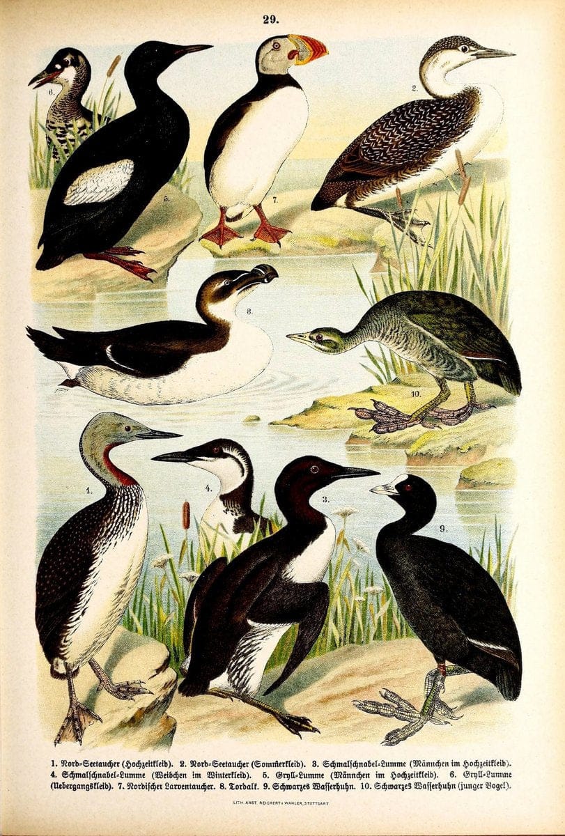 Die VoÌˆgel Europas :.Stuttgart:C. Hoffmann'sche Verlagsbuchhandlung,1897.  | Birds Europe  | Vintage Print Reproduction 473592