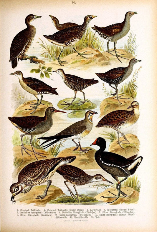 Die VoÌˆgel Europas :.Stuttgart:C. Hoffmann'sche Verlagsbuchhandlung,1897.  | Birds Europe  | Vintage Print Reproduction 473593