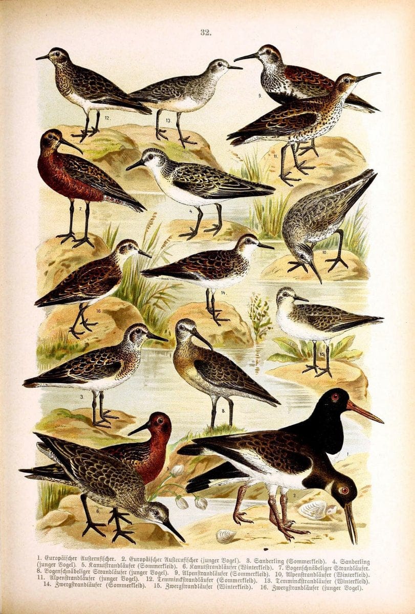 Die VoÌˆgel Europas :.Stuttgart:C. Hoffmann'sche Verlagsbuchhandlung,1897.  | Birds Europe  | Vintage Print Reproduction 473595