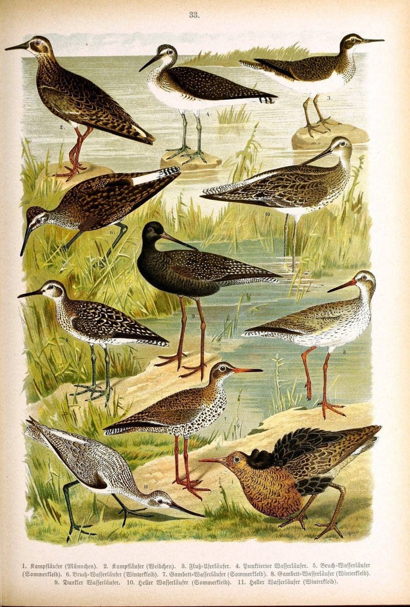 Die VoÌˆgel Europas :.Stuttgart:C. Hoffmann'sche Verlagsbuchhandlung,1897.  | Birds Europe  | Vintage Print Reproduction 473596