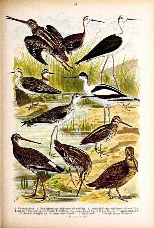 Die VoÌˆgel Europas :.Stuttgart:C. Hoffmann'sche Verlagsbuchhandlung,1897.  | Birds Europe  | Vintage Print Reproduction 473597