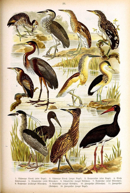 Die VoÌˆgel Europas :.Stuttgart:C. Hoffmann'sche Verlagsbuchhandlung,1897.  | Birds Europe  | Vintage Print Reproduction 473599