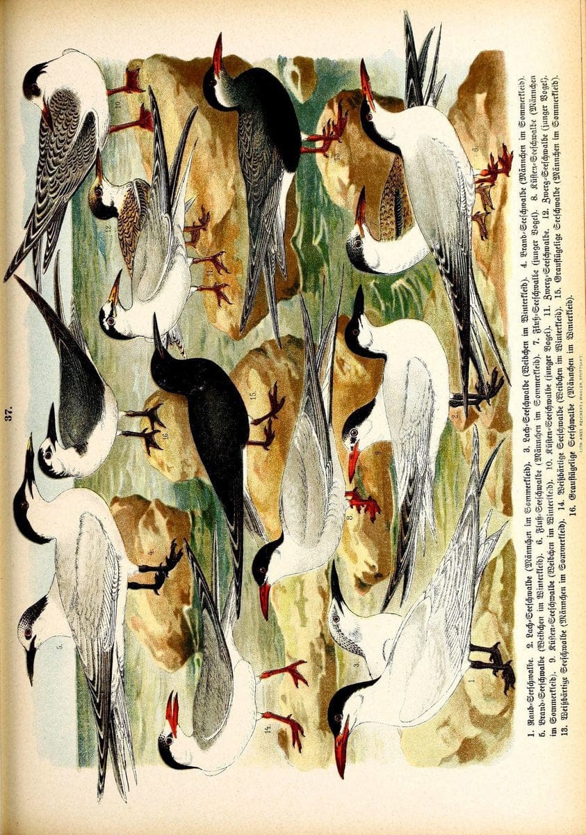 Die VoÌˆgel Europas :.Stuttgart:C. Hoffmann'sche Verlagsbuchhandlung,1897.  | Birds Europe  | Vintage Print Reproduction 473600