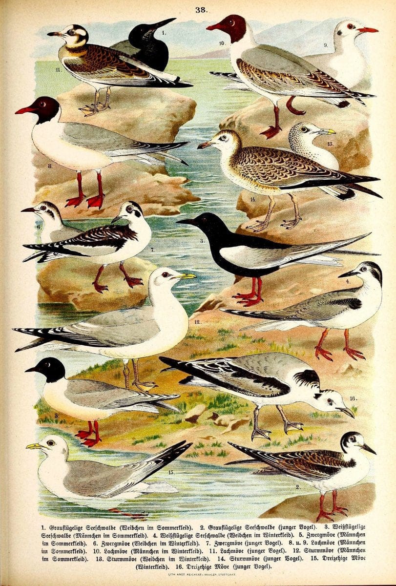 Die VoÌˆgel Europas :.Stuttgart:C. Hoffmann'sche Verlagsbuchhandlung,1897.  | Birds Europe  | Vintage Print Reproduction 473601