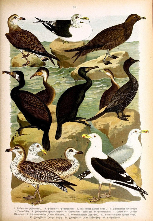 Die VoÌˆgel Europas :.Stuttgart:C. Hoffmann'sche Verlagsbuchhandlung,1897.  | Birds Europe  | Vintage Print Reproduction 473602