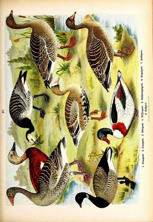 Die VoÌˆgel Europas :.Stuttgart:C. Hoffmann'sche Verlagsbuchhandlung,1897.  | Birds Europe  | Vintage Print Reproduction 473603