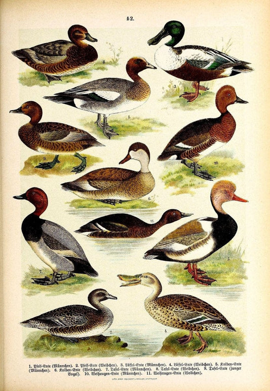 Die VoÌˆgel Europas :.Stuttgart:C. Hoffmann'sche Verlagsbuchhandlung,1897.  | Birds Europe  | Vintage Print Reproduction 473605