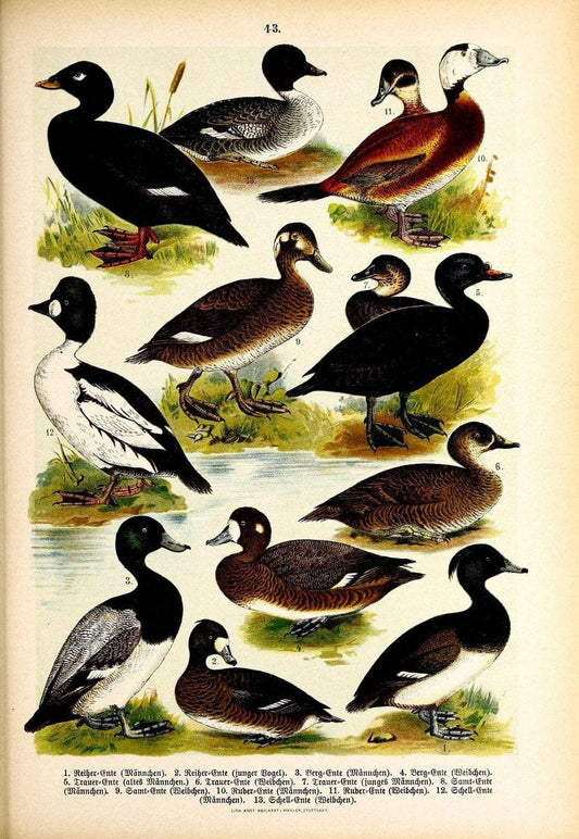 Die VoÌˆgel Europas :.Stuttgart:C. Hoffmann'sche Verlagsbuchhandlung,1897.  | Birds Europe  | Vintage Print Reproduction 473606