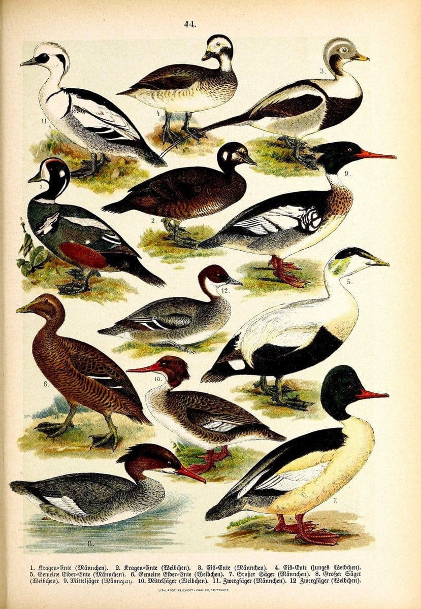 Die VoÌˆgel Europas :.Stuttgart:C. Hoffmann'sche Verlagsbuchhandlung,1897.  | Birds Europe  | Vintage Print Reproduction 473607