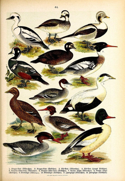 Die VoÌˆgel Europas :.Stuttgart:C. Hoffmann'sche Verlagsbuchhandlung,1897.  | Birds Europe  | Vintage Print Reproduction 473607