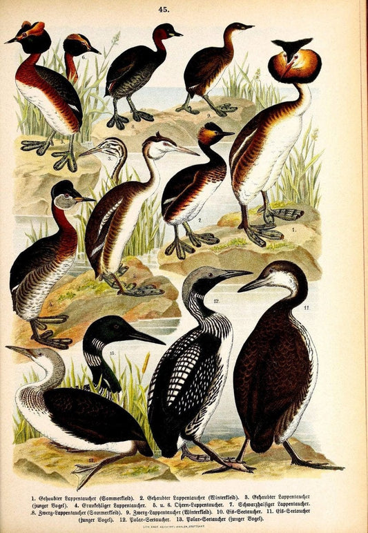 Die VoÌˆgel Europas :.Stuttgart:C. Hoffmann'sche Verlagsbuchhandlung,1897.  | Birds Europe  | Vintage Print Reproduction 473608