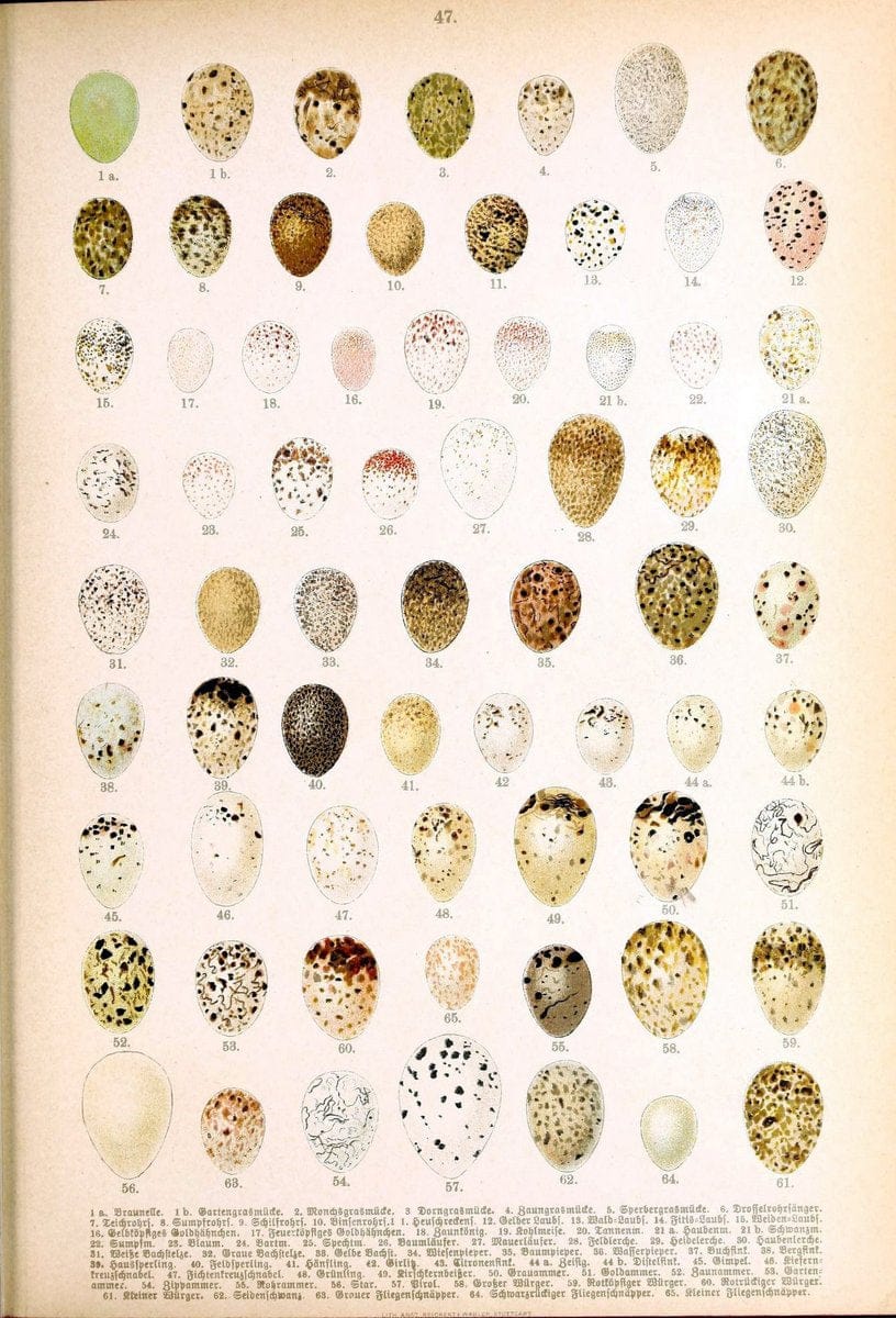 Die VoÌˆgel Europas :.Stuttgart:C. Hoffmann'sche Verlagsbuchhandlung,1897.  | Birds Europe  | Vintage Print Reproduction 473610