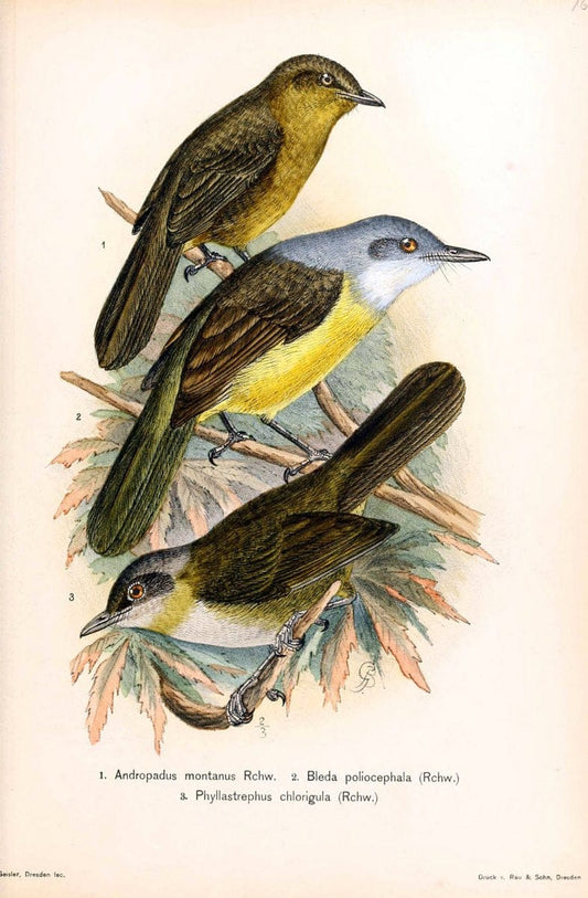 Die VÃ¶gel Afrikas. atlas.Neudamm,J. Neumann,1900-05. | Africa Birds SIL | Vintage Print Reproduction 473612