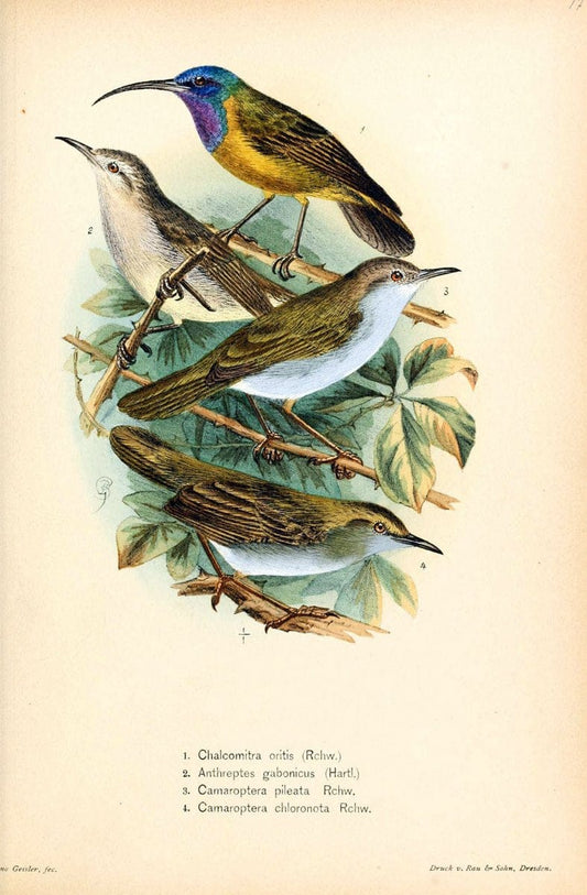 Die VÃ¶gel Afrikas. atlas.Neudamm,J. Neumann,1900-05. | Africa Birds SIL | Vintage Print Reproduction 473613