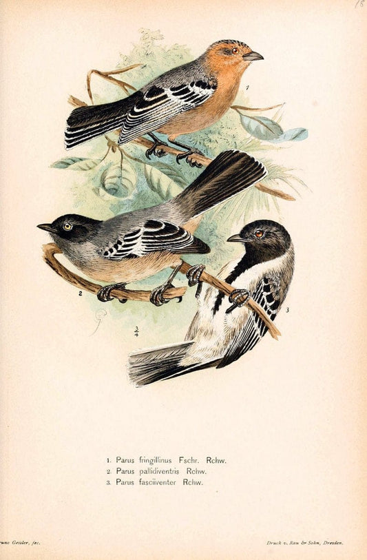 Die VÃ¶gel Afrikas. atlas.Neudamm,J. Neumann,1900-05. | Africa Birds SIL | Vintage Print Reproduction 473614