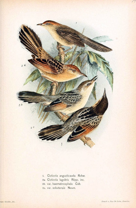 Die VÃ¶gel Afrikas. atlas.Neudamm,J. Neumann,1900-05. | Africa Birds SIL | Vintage Print Reproduction 473615