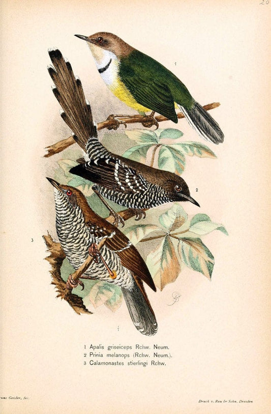 Die VÃ¶gel Afrikas. atlas.Neudamm,J. Neumann,1900-05. | Africa Birds SIL | Vintage Print Reproduction 473616