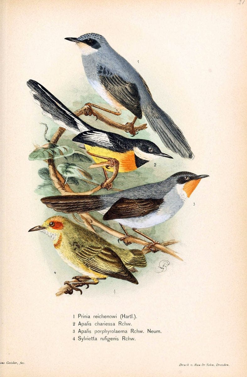 Die VÃ¶gel Afrikas. atlas.Neudamm,J. Neumann,1900-05. | Africa Birds SIL | Vintage Print Reproduction 473617