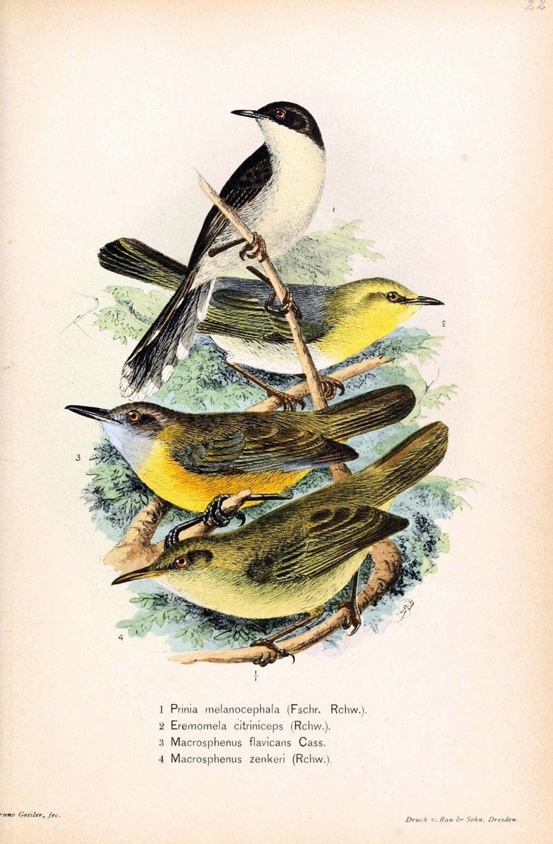 Die VÃ¶gel Afrikas. atlas.Neudamm,J. Neumann,1900-05. | Africa Birds SIL | Vintage Print Reproduction 473618