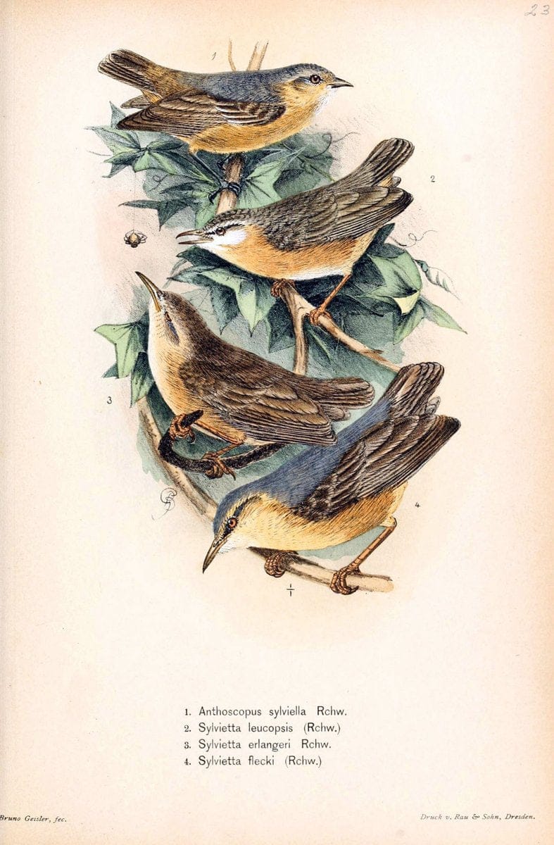 Die VÃ¶gel Afrikas. atlas.Neudamm,J. Neumann,1900-05. | Africa Birds SIL | Vintage Print Reproduction 473619