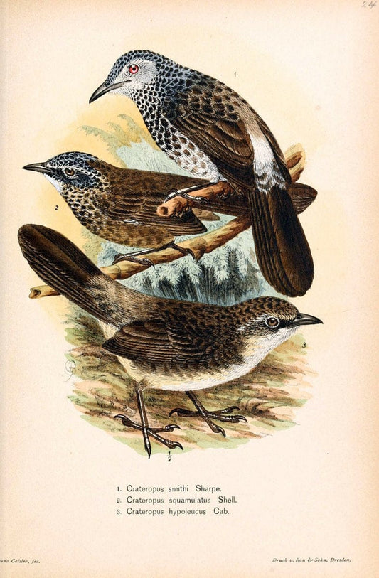 Die VÃ¶gel Afrikas. atlas.Neudamm,J. Neumann,1900-05. | Africa Birds SIL | Vintage Print Reproduction 473620