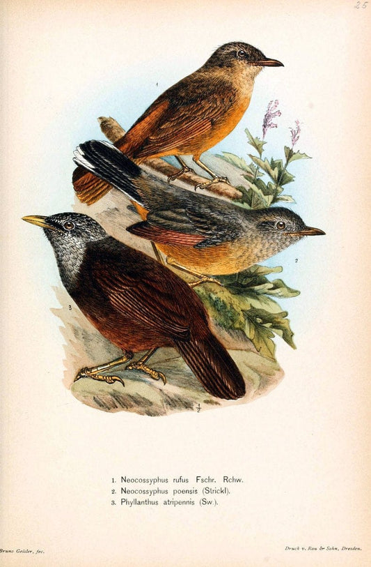 Die VÃ¶gel Afrikas. atlas.Neudamm,J. Neumann,1900-05. | Africa Birds SIL | Vintage Print Reproduction 473621