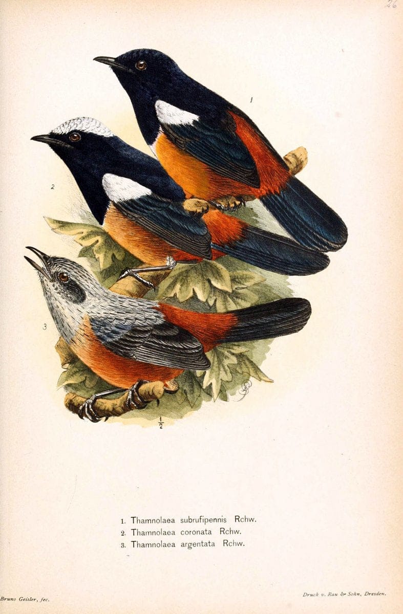 Die VÃ¶gel Afrikas. atlas.Neudamm,J. Neumann,1900-05. | Africa Birds SIL | Vintage Print Reproduction 473622