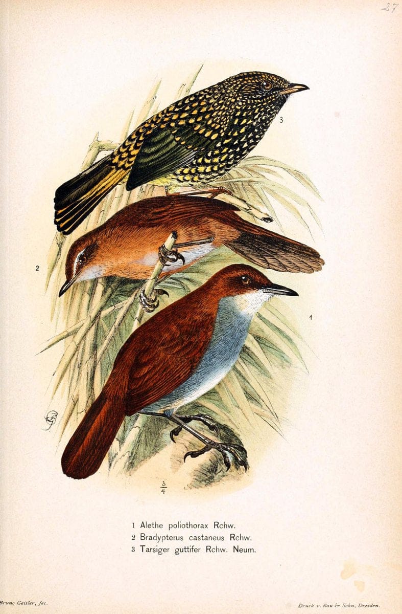 Die VÃ¶gel Afrikas. atlas.Neudamm,J. Neumann,1900-05. | Africa Birds SIL | Vintage Print Reproduction 473623