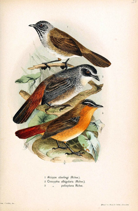 Die VÃ¶gel Afrikas. atlas.Neudamm,J. Neumann,1900-05. | Africa Birds SIL | Vintage Print Reproduction 473624