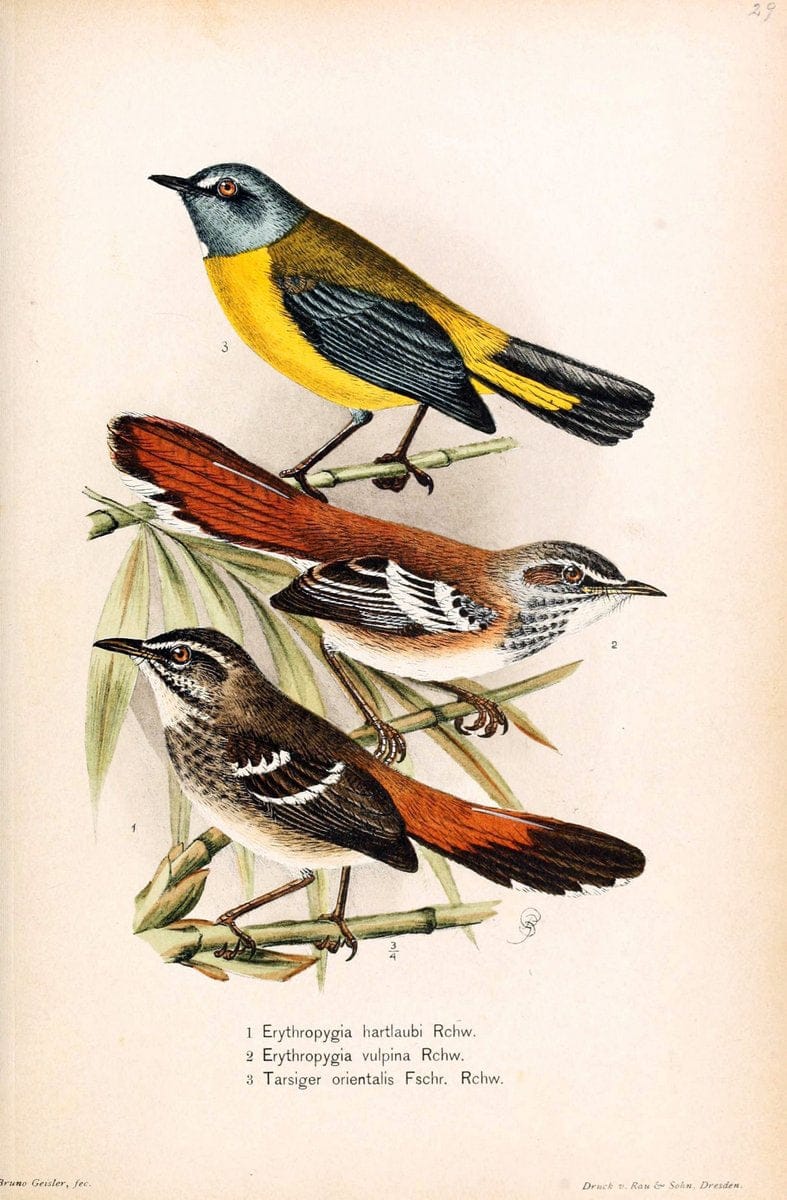 Die VÃ¶gel Afrikas. atlas.Neudamm,J. Neumann,1900-05. | Africa Birds SIL | Vintage Print Reproduction 473625