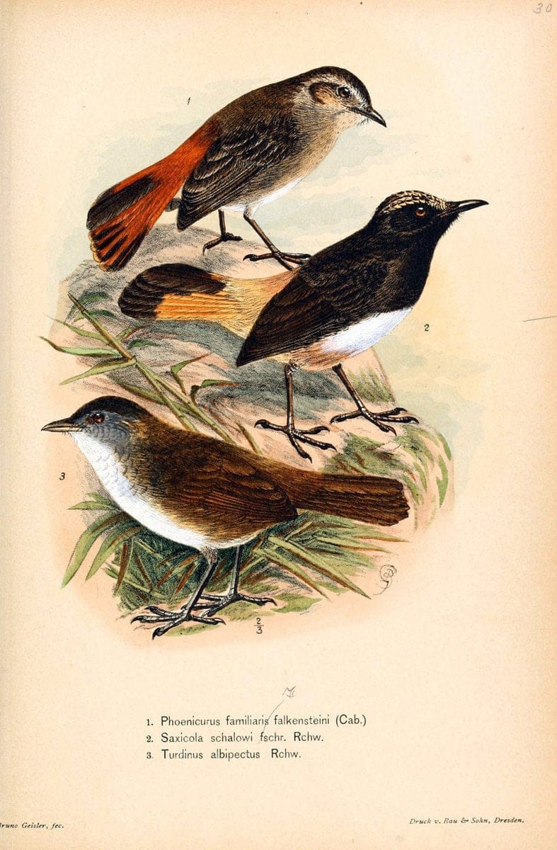 Die VÃ¶gel Afrikas. atlas.Neudamm,J. Neumann,1900-05. | Africa Birds SIL | Vintage Print Reproduction 473626