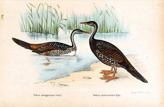 Die VÃ¶gel Afrikas. atlas.Neudamm,J. Neumann,1900-05. | Africa Birds SIL | Vintage Print Reproduction 473627