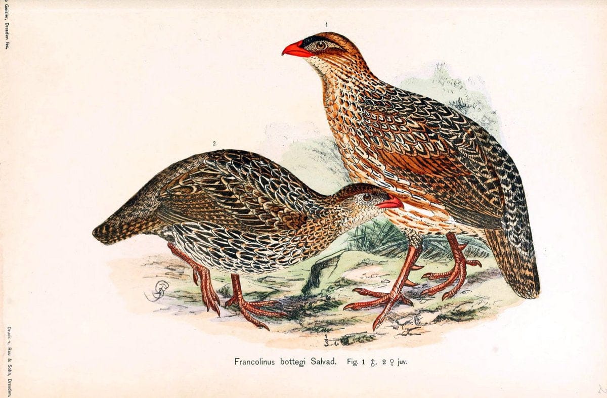 Die VÃ¶gel Afrikas. atlas.Neudamm,J. Neumann,1900-05. | Africa Birds SIL | Vintage Print Reproduction 473628