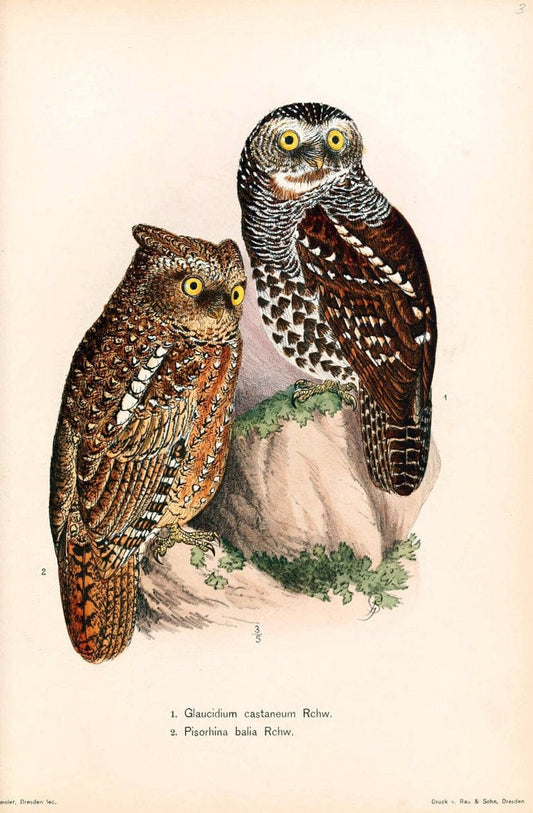 Die VÃ¶gel Afrikas. atlas.Neudamm,J. Neumann,1900-05. | Africa Birds SIL | Vintage Print Reproduction 473629